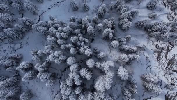 Hóval Plattírozott Fenyők Télen Kilátás Felülről Utazási Fotózás — Stock videók