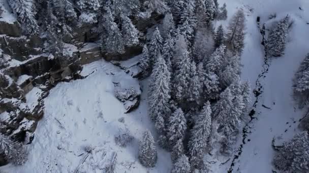 积雪覆盖的冷杉树在冬季 从上方的旅行摄影观看 — 图库视频影像