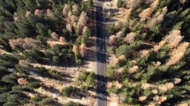 İtalyan Alplerinde bir köknar ağacı ormanından geçen bir yol - seyahat fotoğrafçılığı