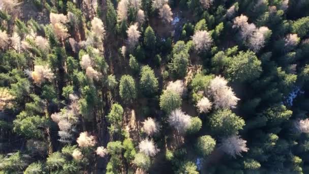 Talyan Alplerindeki Firavun Ağaçlarının Üzerinden Uçmak Seyahat Fotoğrafçılığı — Stok video