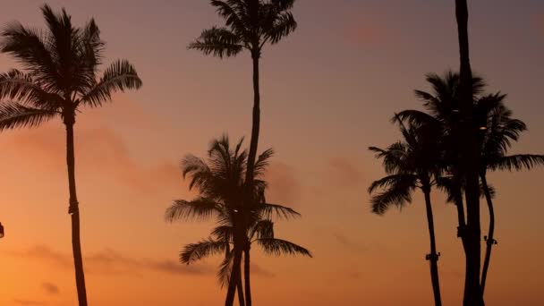 Geweldige silhouetten van palmbomen bij zonsondergang — Stockvideo