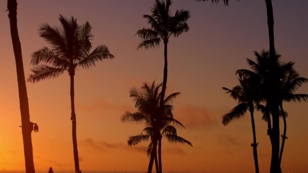 Sorprendentes siluetas de palmeras al atardecer — Vídeos de Stock