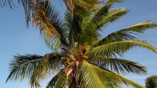 Hermosa palmera al sol — Vídeos de Stock