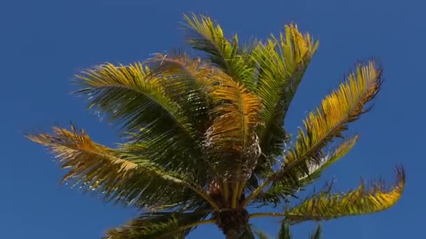 Maravillosa palmera contra cielo azul - Miami Beach — Vídeos de Stock