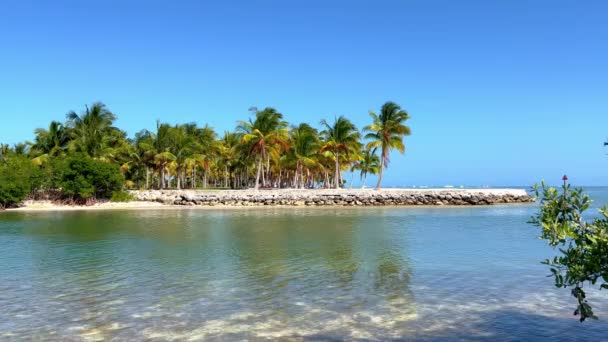 Όμορφη παραλία με φοίνικες στα Florida Keys — Αρχείο Βίντεο