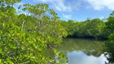 Florida 'daki güzel Mangrove Ormanı - saf doğa