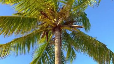 Harika Karayip Palmiyeleri Rüzgarda sallanıyor