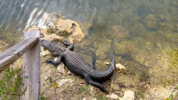 Alligators in de Everglades liggen op ondiep water — Stockvideo