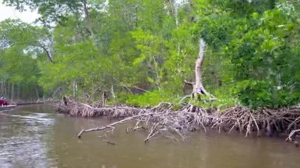 Βόλτα με το σκάφος στα Everlades που οδηγεί μέσα από ένα δάσος Mangrove — Αρχείο Βίντεο