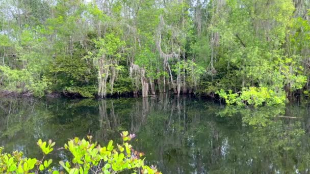 Az Everglades a vizes élőhelyeivel népszerű mérföldkő Floridában. — Stock videók