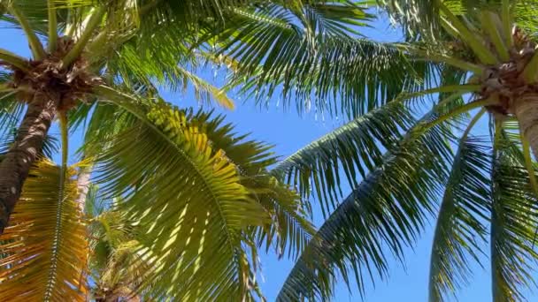 Karayipler 'de inanılmaz palmiye ağaçları — Stok video