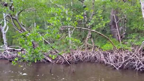 Passeio de Airboat nos Everlades que levam através de uma floresta de mangue — Vídeo de Stock