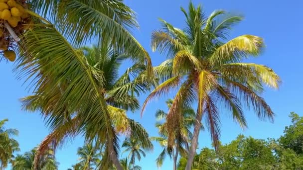 Maravillosas palmeras de Carribean moviéndose en el viento — Vídeos de Stock