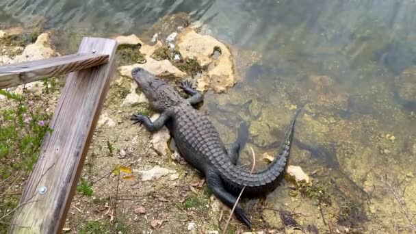 Alligatorer i Everglades som ligger på grunt vatten — Stockvideo