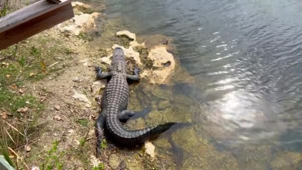 Aligátoři v Everglades ležící na mělké vodě — Stock video