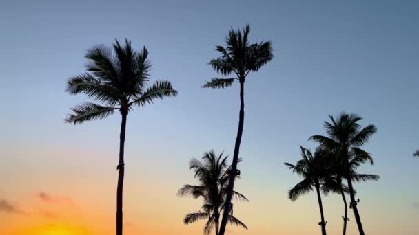 Sylwetki Palm przeciw zachodzącemu niebu na rajskiej plaży — Wideo stockowe