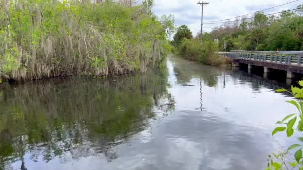 湿地のあるエバーグレーズはフロリダで人気のあるランドマークである。 — ストック動画