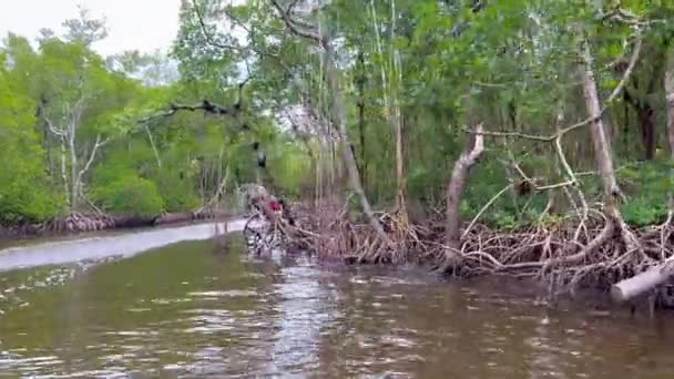 Paseo en lancha en los Everlades que conduce a través de un bosque de manglares — Vídeos de Stock