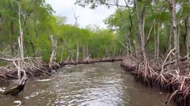 Projížďka vzducholodí v Everlades, která vede Mangrovovým lesem — Stock video
