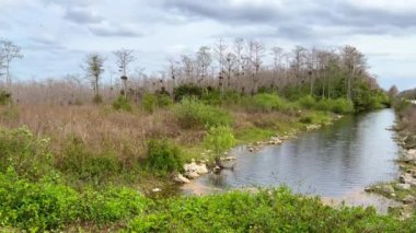 Bataklıkları olan Everglades, Florida 'da popüler bir dönüm noktasıdır.