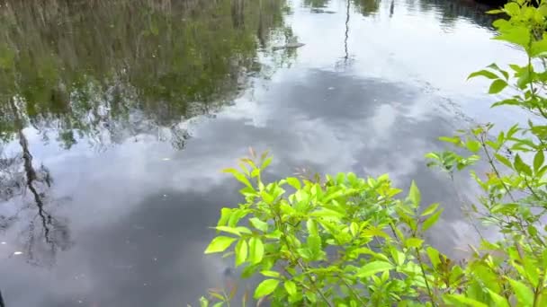 Everglades s jejich mokřady jsou populární památkou na Floridě — Stock video
