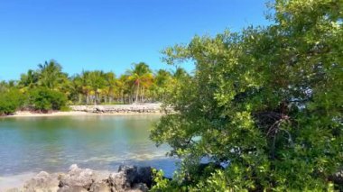 Florida Keys 'te palmiye ağaçları olan güzel bir sahil.