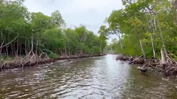 Airboat Ride az Everlades vezető keresztül Mangrove erdő — Stock videók