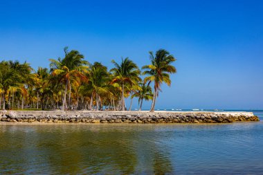Palmiyeleri olan muhteşem tropik cennet plajı