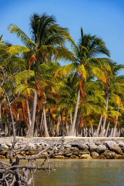 Wspaniała tropikalna rajska plaża z palmami — Zdjęcie stockowe