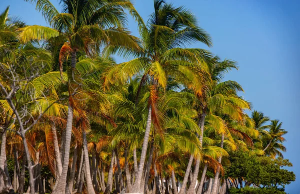Wonderful tropical paradise beach with Palm trees — Stock Photo, Image