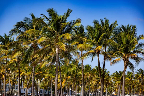 Hämmästyttävä palmuja South Beach Miami - tyypillinen tausta — kuvapankkivalokuva