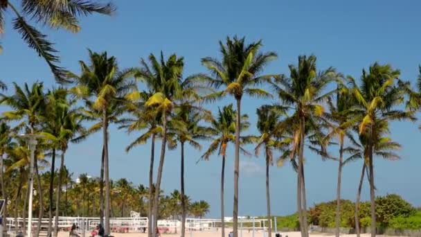 Palmy na plaży Miami w słoneczny dzień - MIAMI, FLORIDA - LUTY 14, 2022 — Wideo stockowe