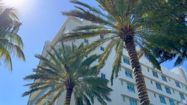 Miami 'deki muhteşem palmiye ağaçları