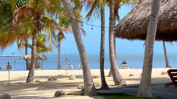 Прекрасный Карибский рай пляж с пальмами — стоковое фото