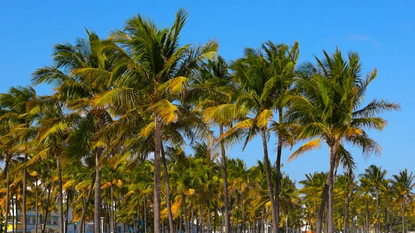 Beautiful Palm trees of South Beach in Miami — Stock Photo, Image