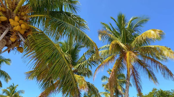 Прекрасные карибские пальмы, движущиеся на ветру — стоковое фото
