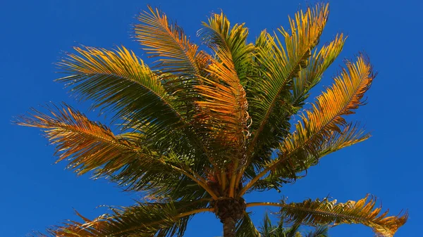 Чудесная пальма на фоне голубого неба - Майами-Бич — стоковое фото
