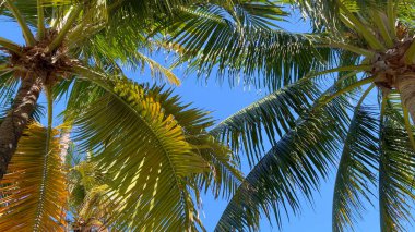 Karayipler 'de inanılmaz palmiye ağaçları