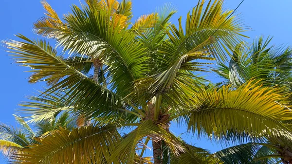 Удивительные пальмы в Карибском море — стоковое фото