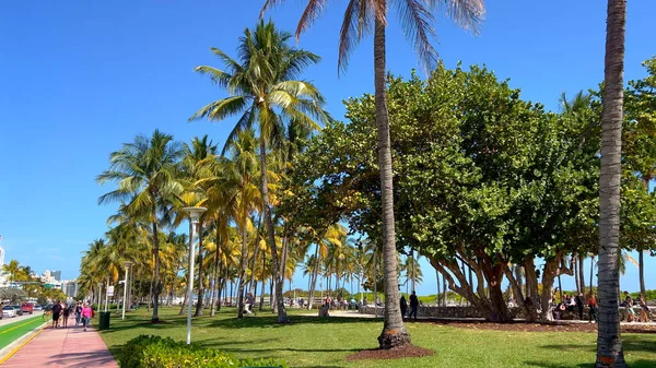 Palmeiras na Ocean Drive Miami Beach - MIAMI, ESTADOS UNIDOS - FEVEREIRO 20, 2022 — Fotografia de Stock