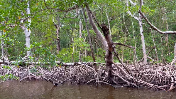 Everglades 'teki Bataklık teknesi turizmi Florida' daki tüm şehirler, Birleşik Devletler - 20 Şubat 2022