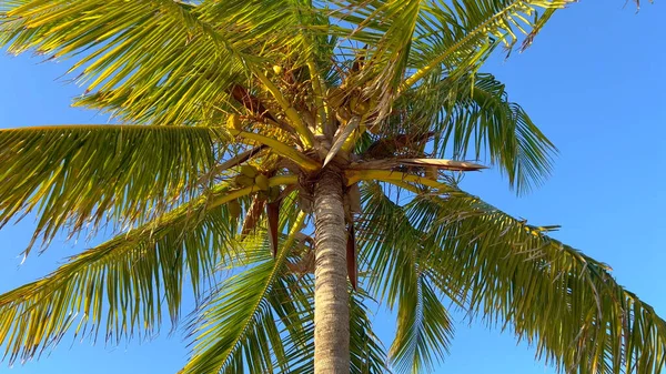 Прекрасные Карибские пальмы, движущиеся на ветру — стоковое фото