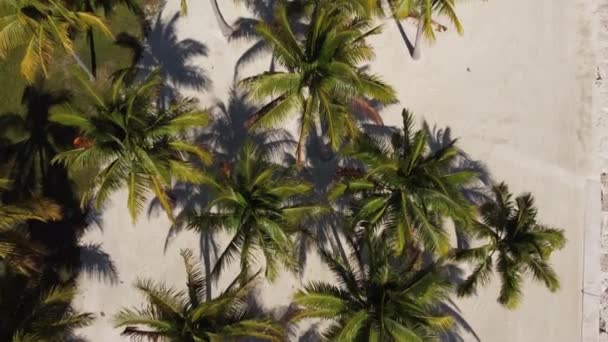Пальмы на тропическом пляже сверху — стоковое видео