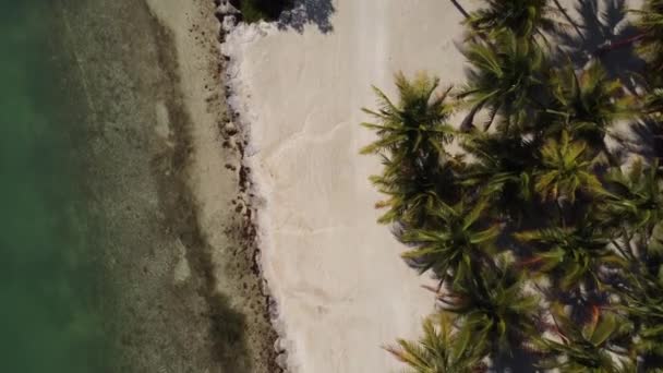 Palm trees on a tropical beach from above — Stock Video