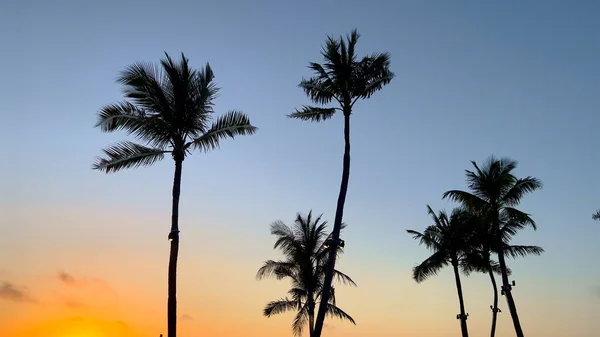 Silhouettes of Palm trees against a sunset sky at a paradise beach — Stock Photo, Image