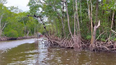 Bataklık Bataklığı Bataklığı 'nda Mangrove Ormanı' ndan geçiyor.