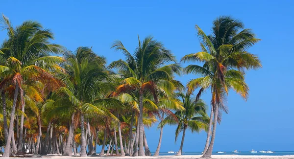 Прекрасный Carribean Beach - рай на солнце — стоковое фото