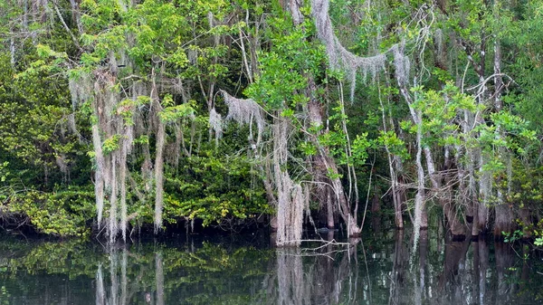 Mangrovový les v Everglades — Stock fotografie