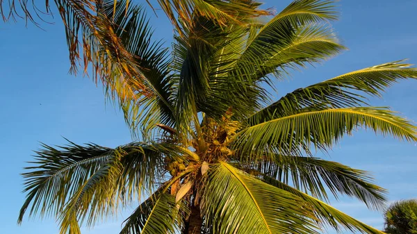 Пальмовая ветвь на солнце — стоковое фото