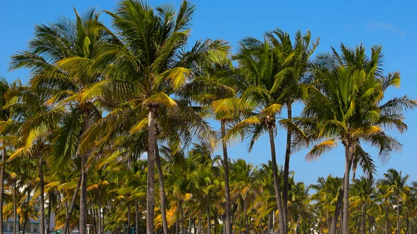 Beautiful Palm trees of South Beach in Miami — Stock Photo, Image